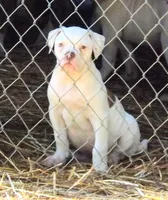 Female 2, a female American Bulldog for sale in Chester, IL – 3 of 10