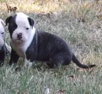Female 2, a female American Bulldog for sale in Chester, IL – 8 of 9