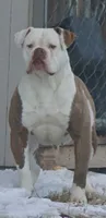 Male 1, a male American Bulldog for sale in Chester, IL – 5 of 5