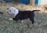 Female 1, a female American Bulldog for sale in Chester, IL – 2 of 9