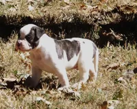 Male 1, a male American Bulldog for sale in Chester, IL – 3 of 10