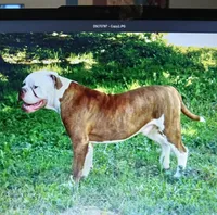 Male 1, a male American Bulldog for sale in Chester, IL – 5 of 8