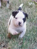 Male 3, a male American Bulldog for sale in Chester, IL – 3 of 8