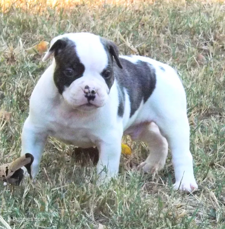 Male 1 – American Bulldog puppy for sale in Chester, IL