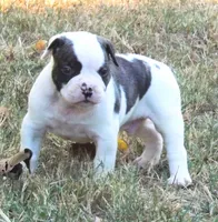 Male 1, a male American Bulldog for sale in Chester, IL – 1 of 10