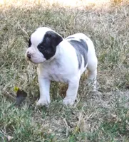 Male 1, a male American Bulldog for sale in Chester, IL – 6 of 10