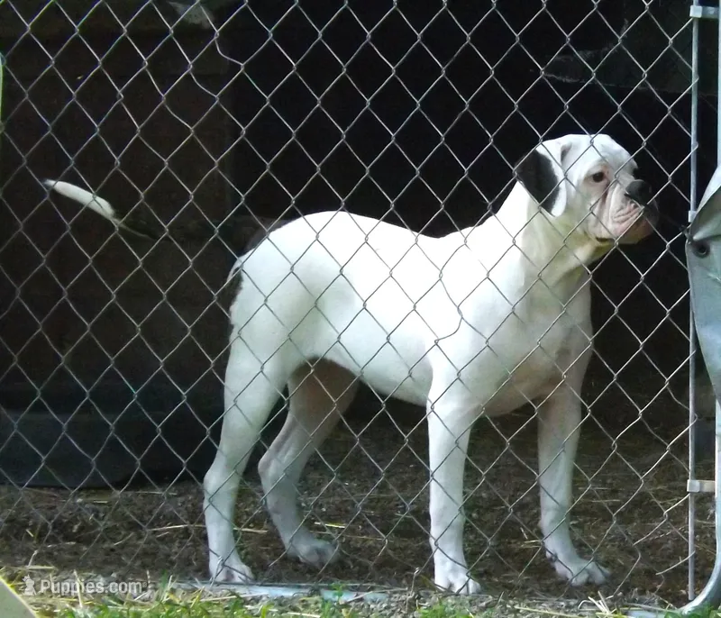 F5 – American Bulldog puppy for sale in Chester, IL