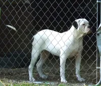 F5, a female American Bulldog for sale in Chester, IL – 1 of 7