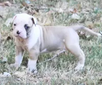 Female 3, a female American Bulldog for sale in Chester, IL – 3 of 6
