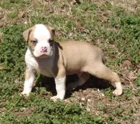 M3, a male American Bulldog for sale in Chester, IL – Photo 1 of 7