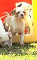 M3, a male American Bulldog for sale in Chester, IL – Photo 3 of 6
