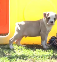 M3, a male American Bulldog for sale in Chester, IL – Photo 4 of 6