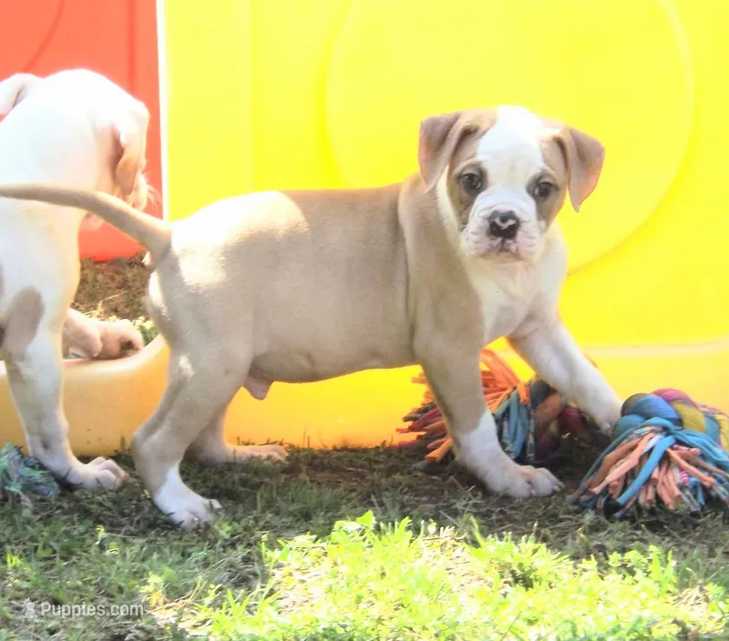 M3 – American Bulldog puppy for sale in Chester, IL