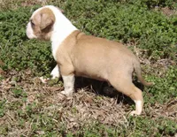 M3, a male American Bulldog for sale in Chester, IL – Photo 3 of 7