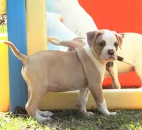 M3, a male American Bulldog for sale in Chester, IL – Photo 2 of 6