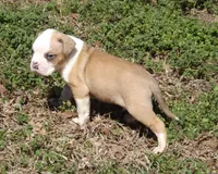 M3, a male American Bulldog for sale in Chester, IL – Photo 2 of 7
