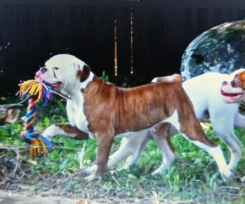 Male 1 – American Bulldog puppy for sale in Chester, IL