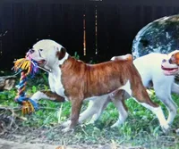 Male 1, a male American Bulldog for sale in Chester, IL – 1 of 8