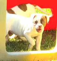 Female 3, a female American Bulldog for sale in Chester, IL – 3 of 7