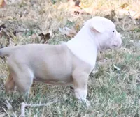 Female 3, a female American Bulldog for sale in Chester, IL – 6 of 6