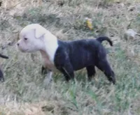 Female 1, a female American Bulldog for sale in Chester, IL – 6 of 9