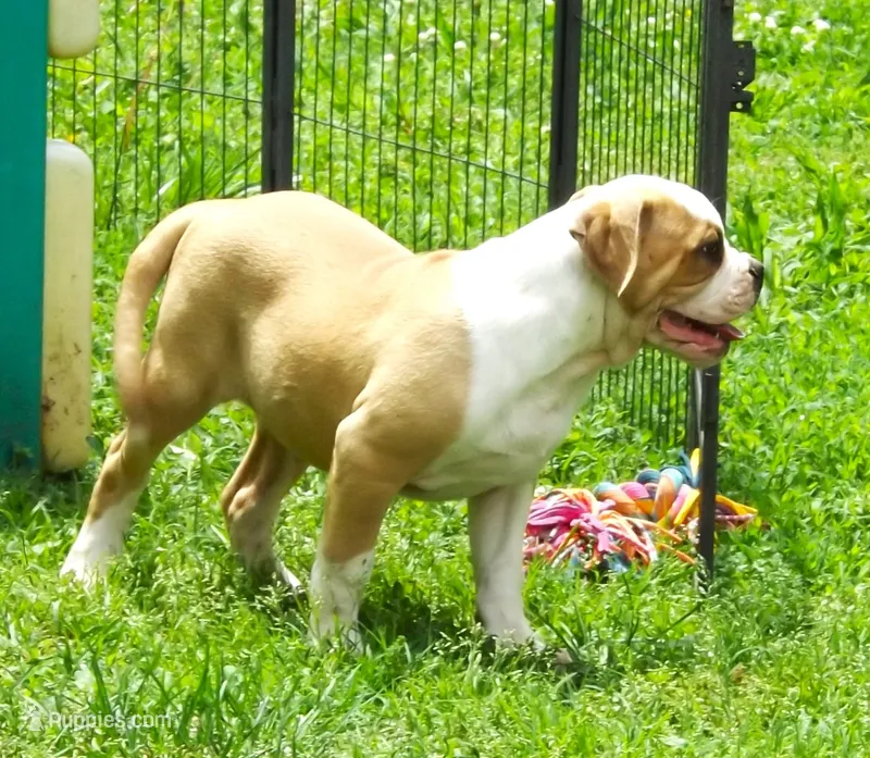 M3 – American Bulldog puppy for sale in Chester, IL