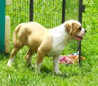 M3, a male American Bulldog for sale in Chester, IL – 6 of 9