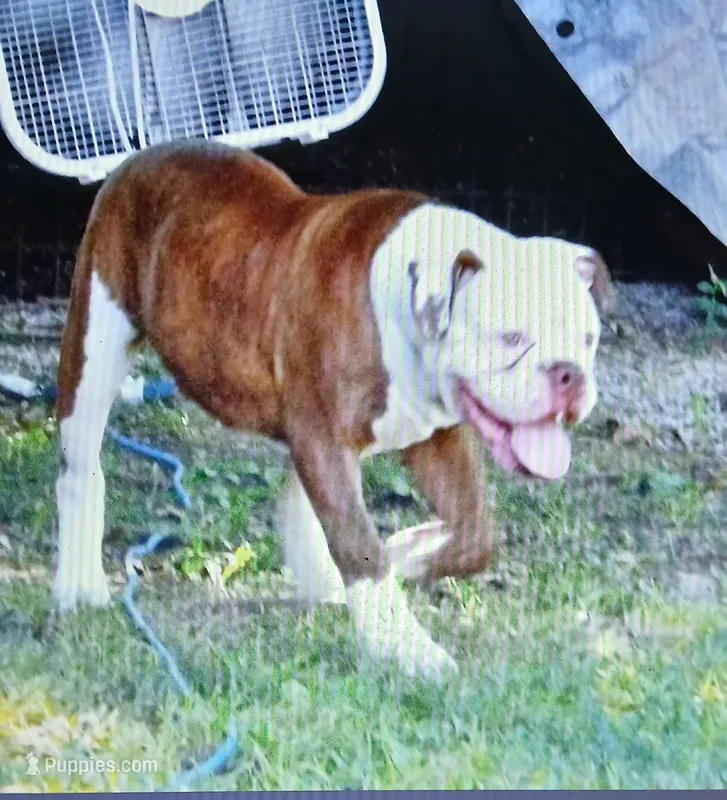 Male 1 – American Bulldog puppy for sale in Chester, IL