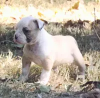 Female 3, a female American Bulldog for sale in Chester, IL – 5 of 6