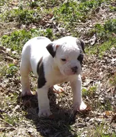 M2, a male American Bulldog for sale in Chester, IL – Photo 3 of 5