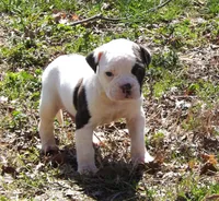 M2, a male American Bulldog for sale in Chester, IL – Photo 1 of 5