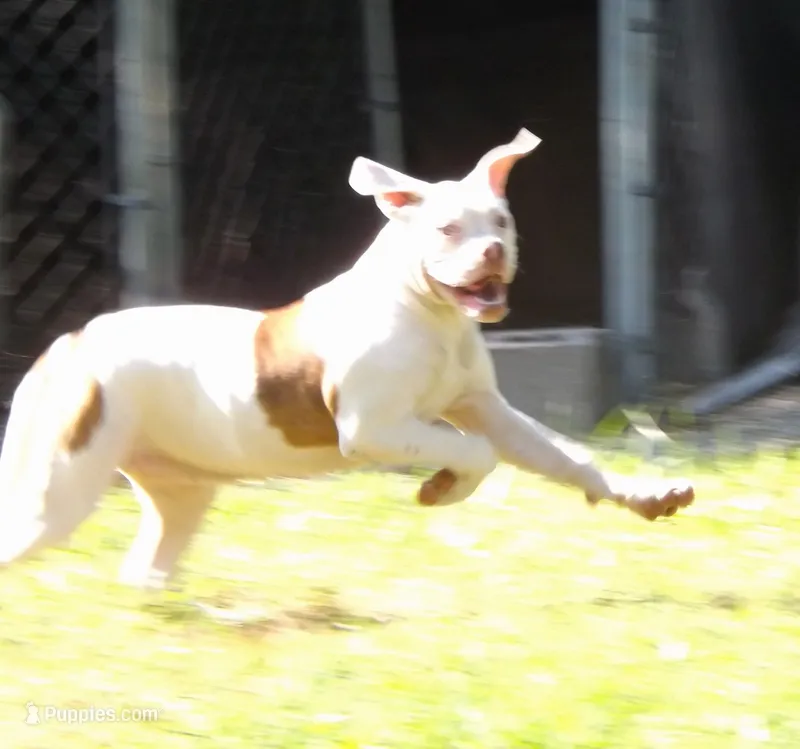 Female 2 – American Bulldog puppy for sale in Chester, IL