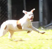 Female 2, a female American Bulldog for sale in Chester, IL – 4 of 8