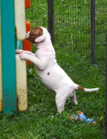 Female 3, a female American Bulldog for sale in Chester, IL – 5 of 7