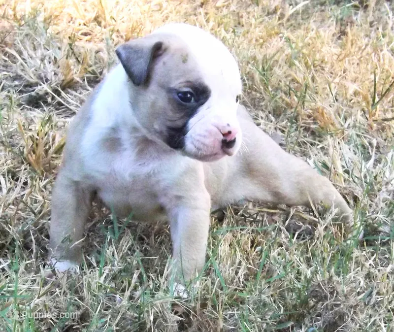 Male 2 – American Bulldog puppy for sale in Chester, IL