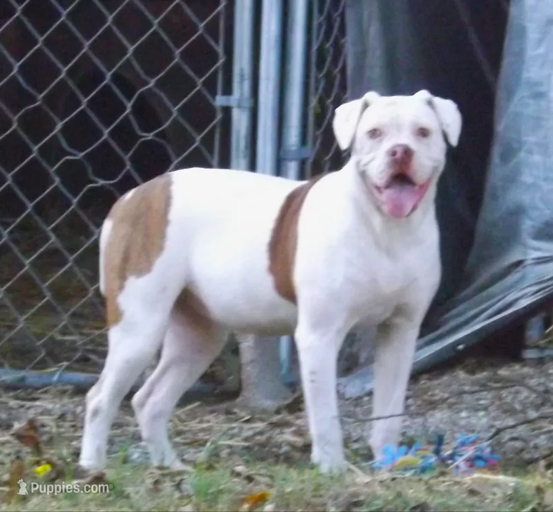 F 2 – American Bulldog puppy for sale in Chester, IL