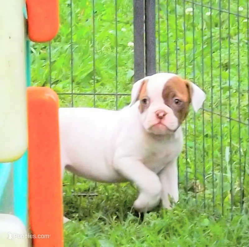 Female 3 – American Bulldog puppy for sale in Chester, IL