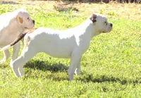 F5, a female American Bulldog for sale in Chester, IL – 3 of 6