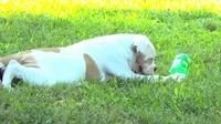 F3, a female American Bulldog for sale in Chester, IL – 6 of 9