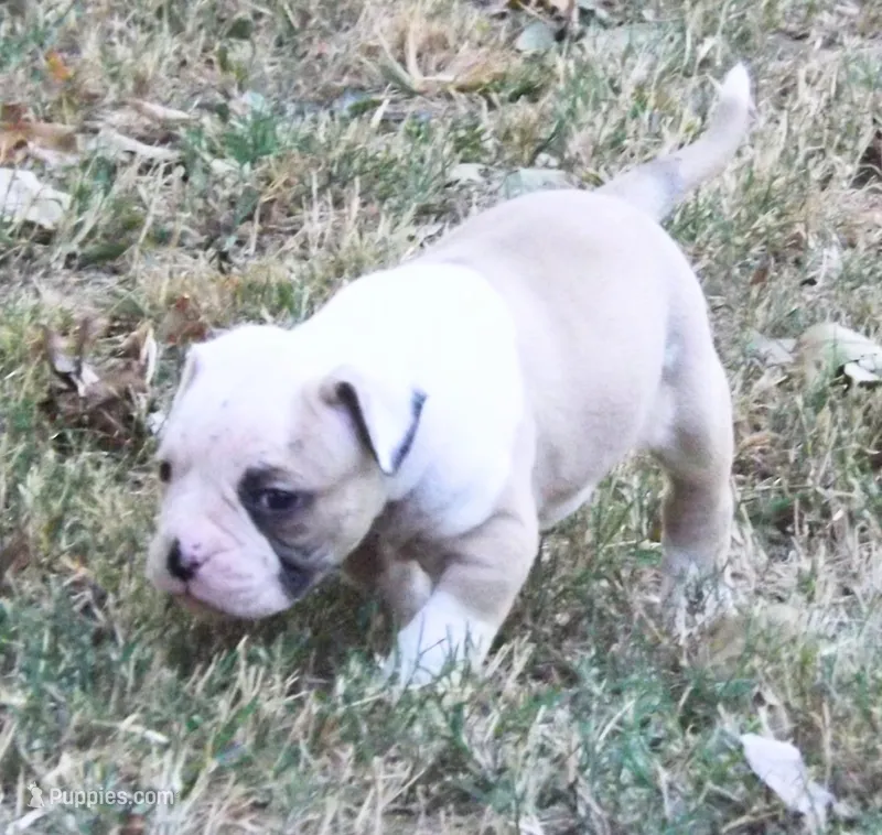 Female 3 – American Bulldog puppy for sale in Chester, IL