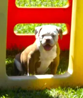 Male 1, a male American Bulldog for sale in Chester, IL – 3 of 5