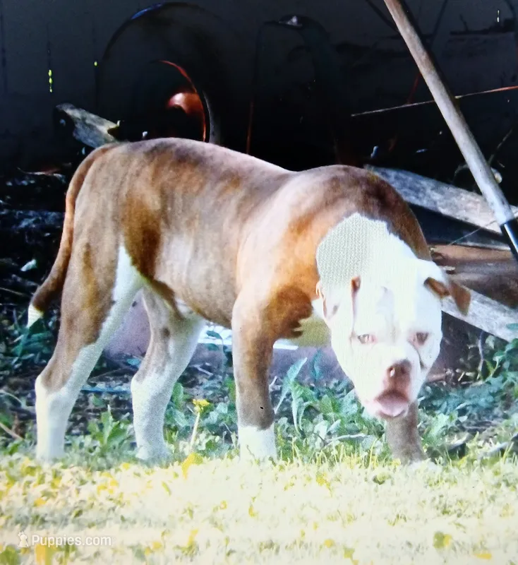 Male 1 – American Bulldog puppy for sale in Chester, IL