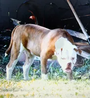 Male 1, a male American Bulldog for sale in Chester, IL – 3 of 8