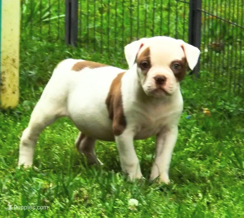 Male 2 – American Bulldog puppy for sale in Chester, IL