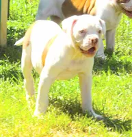 Female 2, a female American Bulldog for sale in Chester, IL – 8 of 10