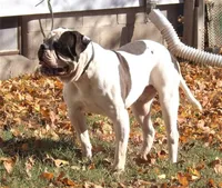 F3, a female American Bulldog for sale in Chester, IL – Photo 3 of 6