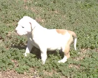 F3, a female American Bulldog for sale in Chester, IL – Photo 2 of 6