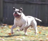 F3, a female American Bulldog for sale in Chester, IL – Photo 4 of 6