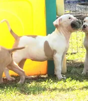 F3, a female American Bulldog for sale in Chester, IL – Photo 2 of 6