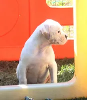 F3, a female American Bulldog for sale in Chester, IL – Photo 3 of 6